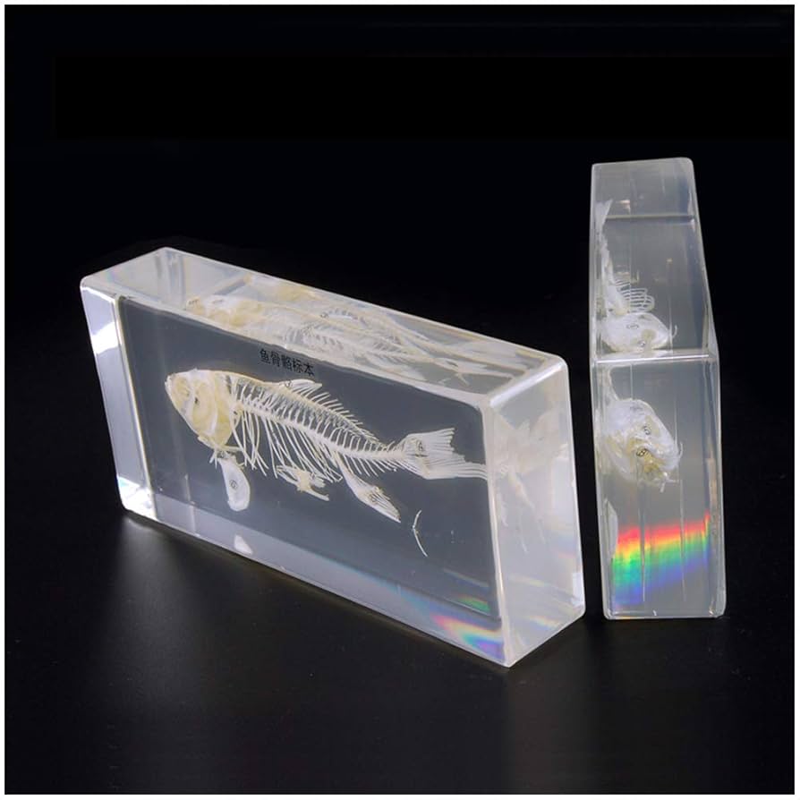 魚の標本 手のひらサイズ 魚の標本 手のひらサイズ 61ZeHPz1PxL._UF350,350_QL80_.jpg